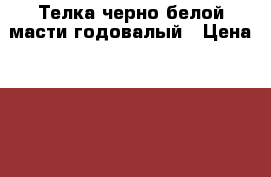 Телка черно-белой масти годовалый › Цена ­ 35000-40000 - Чувашия респ., Чебоксарский р-н, Большие Котяки д. Животные и растения » Другие животные   